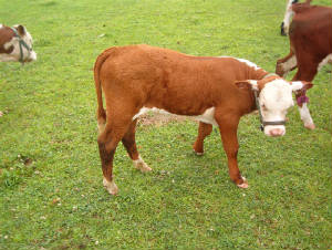 pumbaa002.jpg